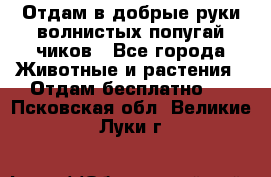 Отдам в добрые руки волнистых попугай.чиков - Все города Животные и растения » Отдам бесплатно   . Псковская обл.,Великие Луки г.